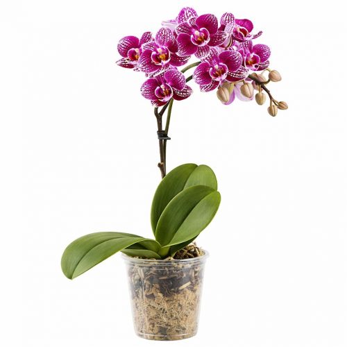 Орхидея в горшке «Пятнисто-фиолетовая»